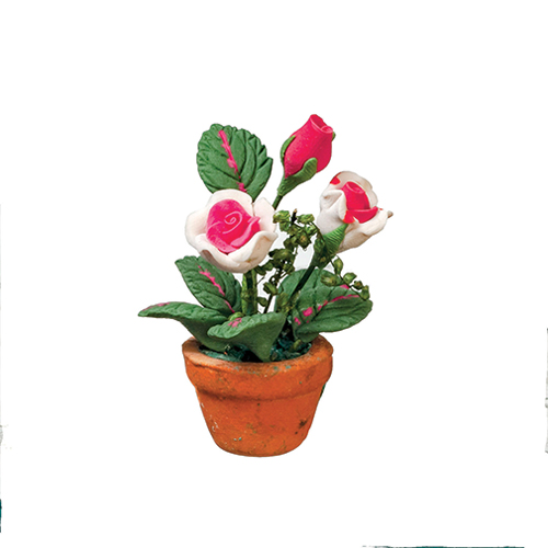 Pink Roses in Pot